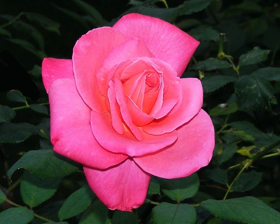 Marijke Koopman photo mk2013_08210072_zps70523864.jpg